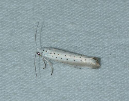 Yponomeuta sp.